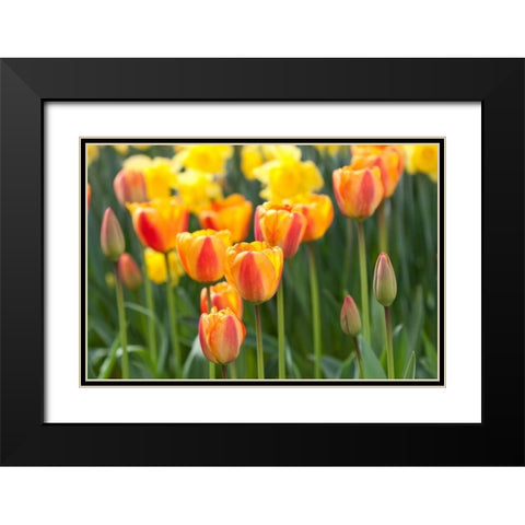 Tulip March II Black Modern Wood Framed Art Print with Double Matting by Styber, Dana