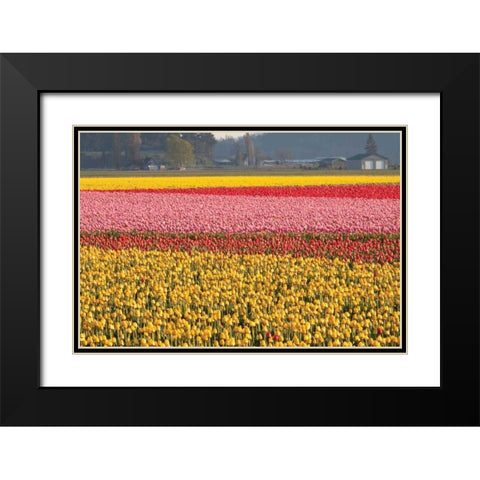 Reds Pinksand Yellows Black Modern Wood Framed Art Print with Double Matting by Styber, Dana