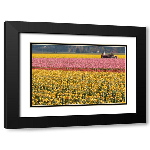 Tractor and Tulips I Black Modern Wood Framed Art Print with Double Matting by Styber, Dana
