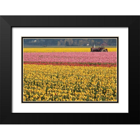 Tractor and Tulips I Black Modern Wood Framed Art Print with Double Matting by Styber, Dana