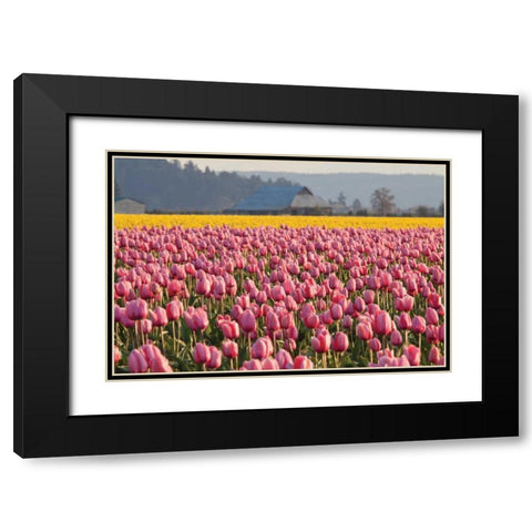 In the Pink Black Modern Wood Framed Art Print with Double Matting by Styber, Dana
