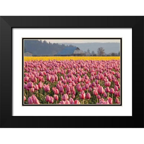 In the Pink Black Modern Wood Framed Art Print with Double Matting by Styber, Dana