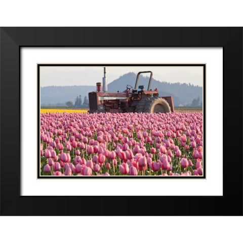 Tractor and Tulips II Black Modern Wood Framed Art Print with Double Matting by Styber, Dana