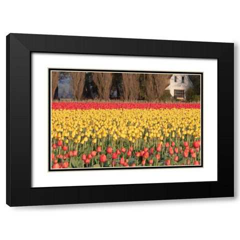 Red and Orange Tulips Black Modern Wood Framed Art Print with Double Matting by Styber, Dana
