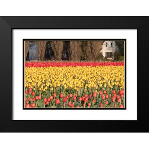 Red and Orange Tulips Black Modern Wood Framed Art Print with Double Matting by Styber, Dana