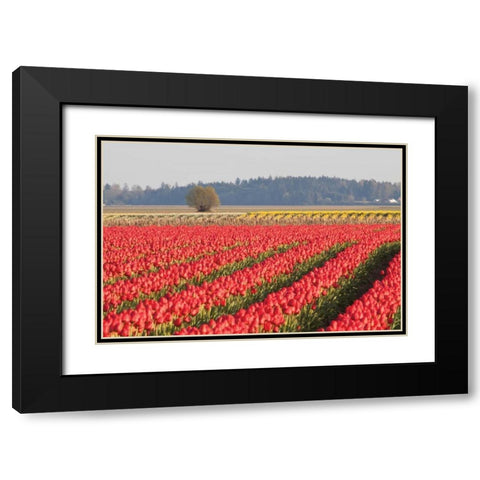 Lonesome Tree Black Modern Wood Framed Art Print with Double Matting by Styber, Dana