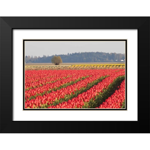 Lonesome Tree Black Modern Wood Framed Art Print with Double Matting by Styber, Dana