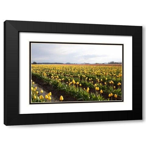 Tulips at Sunset V Black Modern Wood Framed Art Print with Double Matting by Styber, Dana