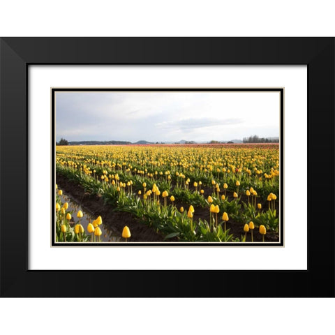 Tulips at Sunset V Black Modern Wood Framed Art Print with Double Matting by Styber, Dana
