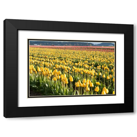 Yellow and Orange Tulips II Black Modern Wood Framed Art Print with Double Matting by Styber, Dana