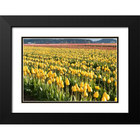 Yellow and Orange Tulips II Black Modern Wood Framed Art Print with Double Matting by Styber, Dana