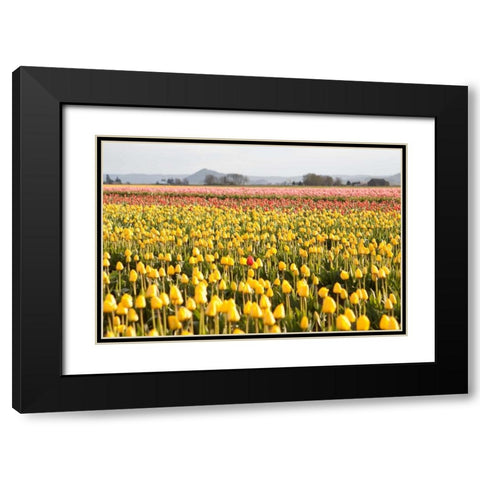 Yellow and Orange Tulips III Black Modern Wood Framed Art Print with Double Matting by Styber, Dana