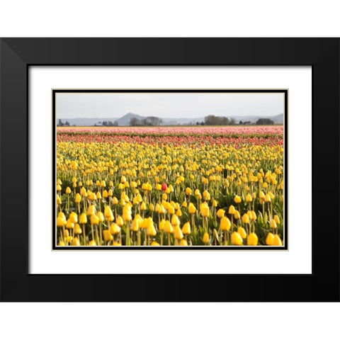 Yellow and Orange Tulips III Black Modern Wood Framed Art Print with Double Matting by Styber, Dana