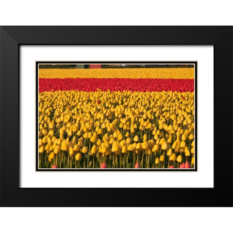 Band of Red Black Modern Wood Framed Art Print with Double Matting by Styber, Dana