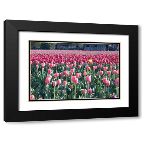 Yellow Among Pinks Black Modern Wood Framed Art Print with Double Matting by Styber, Dana