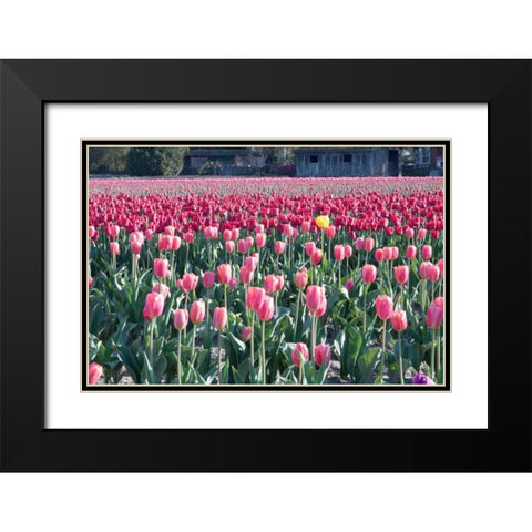 Yellow Among Pinks Black Modern Wood Framed Art Print with Double Matting by Styber, Dana