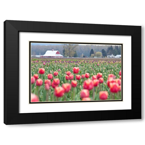 Tulip Homestead Black Modern Wood Framed Art Print with Double Matting by Styber, Dana