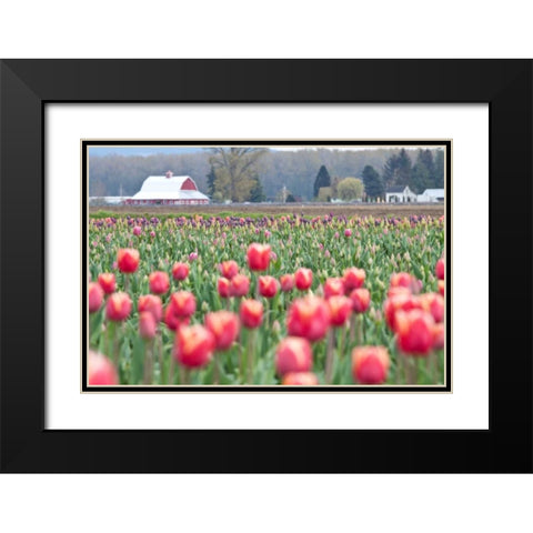 Tulip Homestead Black Modern Wood Framed Art Print with Double Matting by Styber, Dana