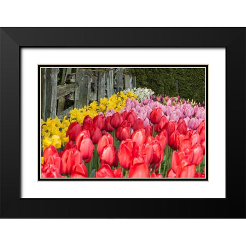 Tulip Bed II Black Modern Wood Framed Art Print with Double Matting by Styber, Dana