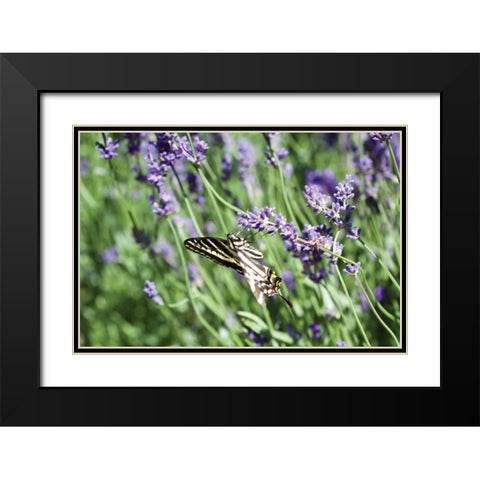 Lavender and Butterfly I Black Modern Wood Framed Art Print with Double Matting by Styber, Dana