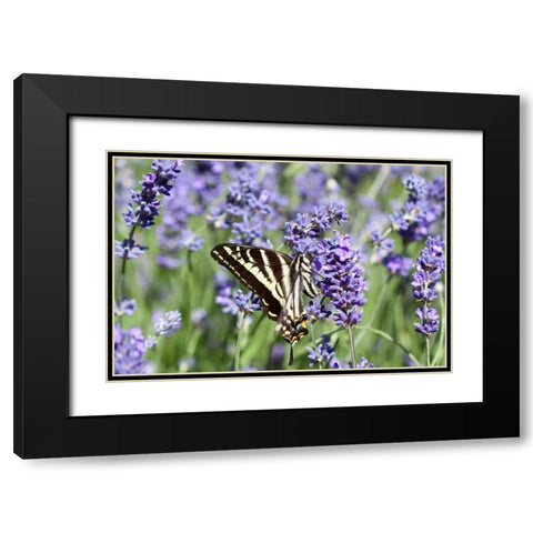 Lavender and Butterfly II Black Modern Wood Framed Art Print with Double Matting by Styber, Dana