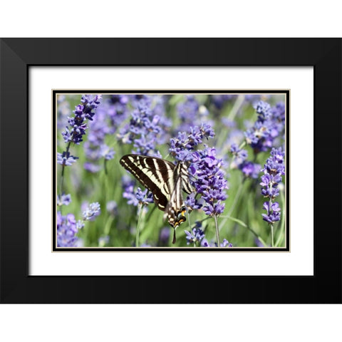 Lavender and Butterfly II Black Modern Wood Framed Art Print with Double Matting by Styber, Dana