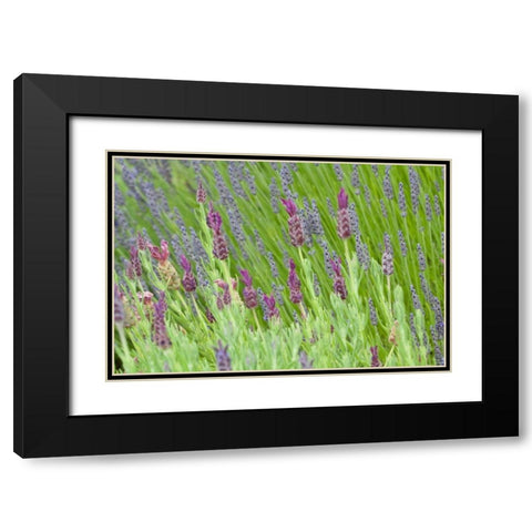 Lavender Sway I Black Modern Wood Framed Art Print with Double Matting by Styber, Dana