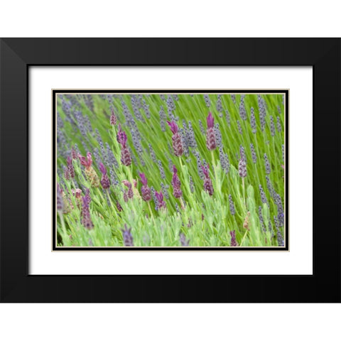 Lavender Sway I Black Modern Wood Framed Art Print with Double Matting by Styber, Dana