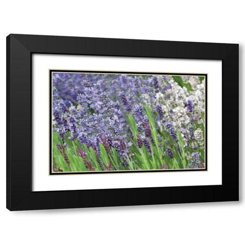 Lavender Sway II Black Modern Wood Framed Art Print with Double Matting by Styber, Dana