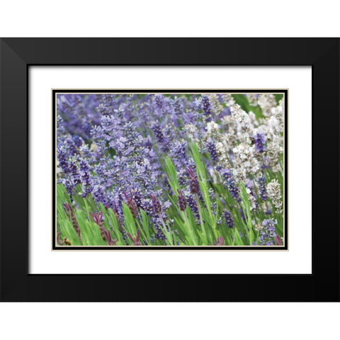 Lavender Sway II Black Modern Wood Framed Art Print with Double Matting by Styber, Dana