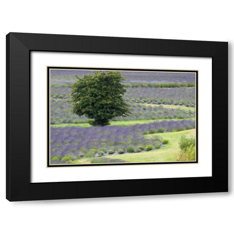 Lavender Field and Tree Black Modern Wood Framed Art Print with Double Matting by Styber, Dana