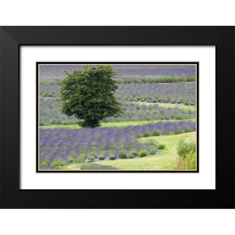 Lavender Field and Tree Black Modern Wood Framed Art Print with Double Matting by Styber, Dana