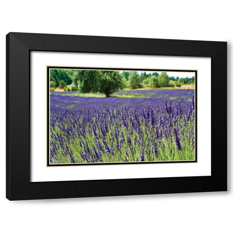 Lavender Field I Black Modern Wood Framed Art Print with Double Matting by Styber, Dana