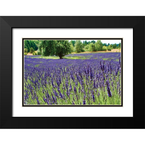 Lavender Field I Black Modern Wood Framed Art Print with Double Matting by Styber, Dana