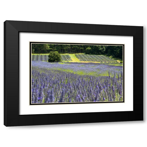 Lavender Field II Black Modern Wood Framed Art Print with Double Matting by Styber, Dana