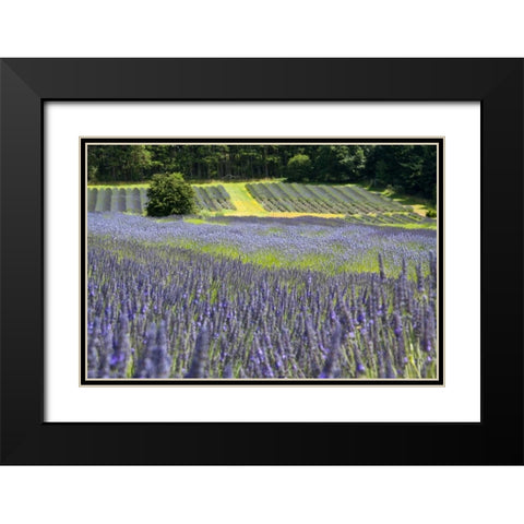 Lavender Field II Black Modern Wood Framed Art Print with Double Matting by Styber, Dana