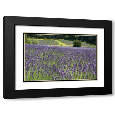 Lavender Field III Black Modern Wood Framed Art Print with Double Matting by Styber, Dana