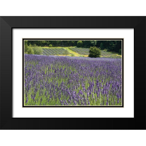 Lavender Field III Black Modern Wood Framed Art Print with Double Matting by Styber, Dana
