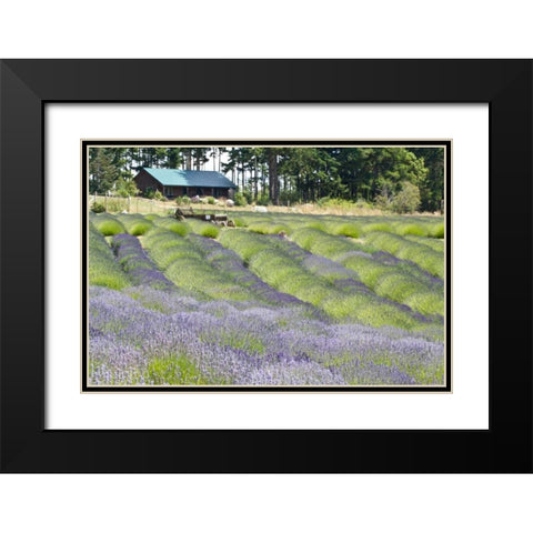 Lavender Hill I Black Modern Wood Framed Art Print with Double Matting by Styber, Dana