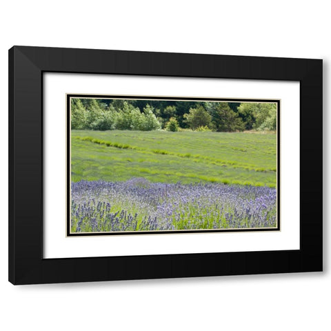 Lavender Hill II Black Modern Wood Framed Art Print with Double Matting by Styber, Dana