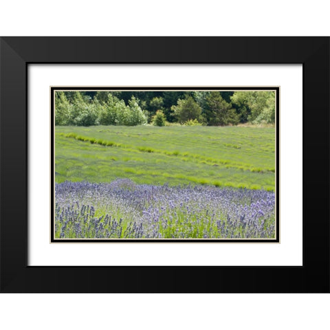Lavender Hill II Black Modern Wood Framed Art Print with Double Matting by Styber, Dana