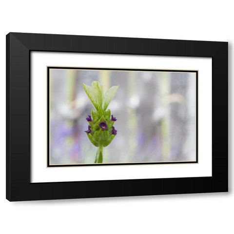 Lavender Bud I Black Modern Wood Framed Art Print with Double Matting by Styber, Dana