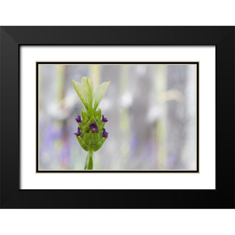 Lavender Bud I Black Modern Wood Framed Art Print with Double Matting by Styber, Dana
