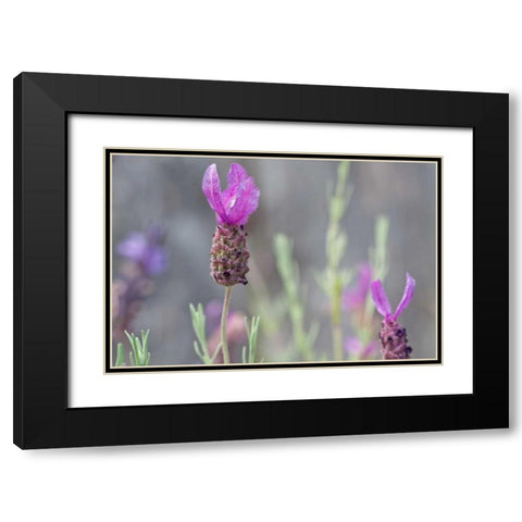 Lavender Bud II Black Modern Wood Framed Art Print with Double Matting by Styber, Dana