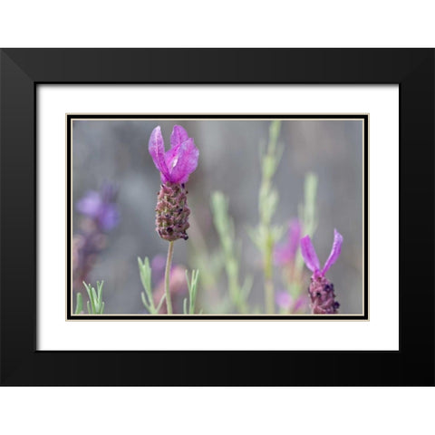 Lavender Bud II Black Modern Wood Framed Art Print with Double Matting by Styber, Dana