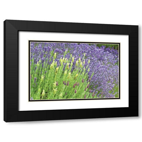 Flowing Lavender I Black Modern Wood Framed Art Print with Double Matting by Styber, Dana