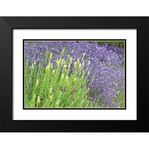 Flowing Lavender I Black Modern Wood Framed Art Print with Double Matting by Styber, Dana