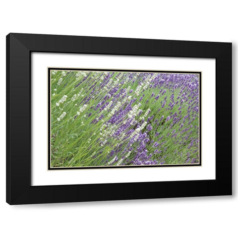 Flowing Lavender II Black Modern Wood Framed Art Print with Double Matting by Styber, Dana