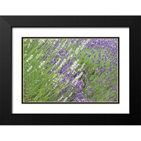 Flowing Lavender II Black Modern Wood Framed Art Print with Double Matting by Styber, Dana
