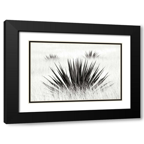 Agave BW I Black Modern Wood Framed Art Print with Double Matting by Taylor, Douglas